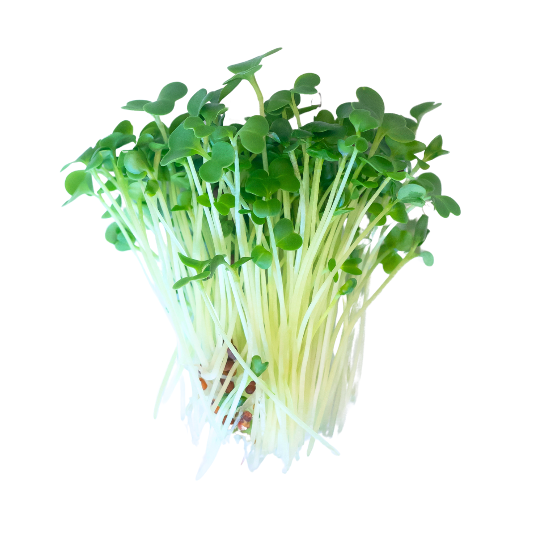 Brocoli (2)