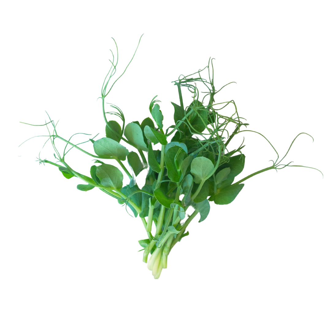 PETIT-POIS_herbettes