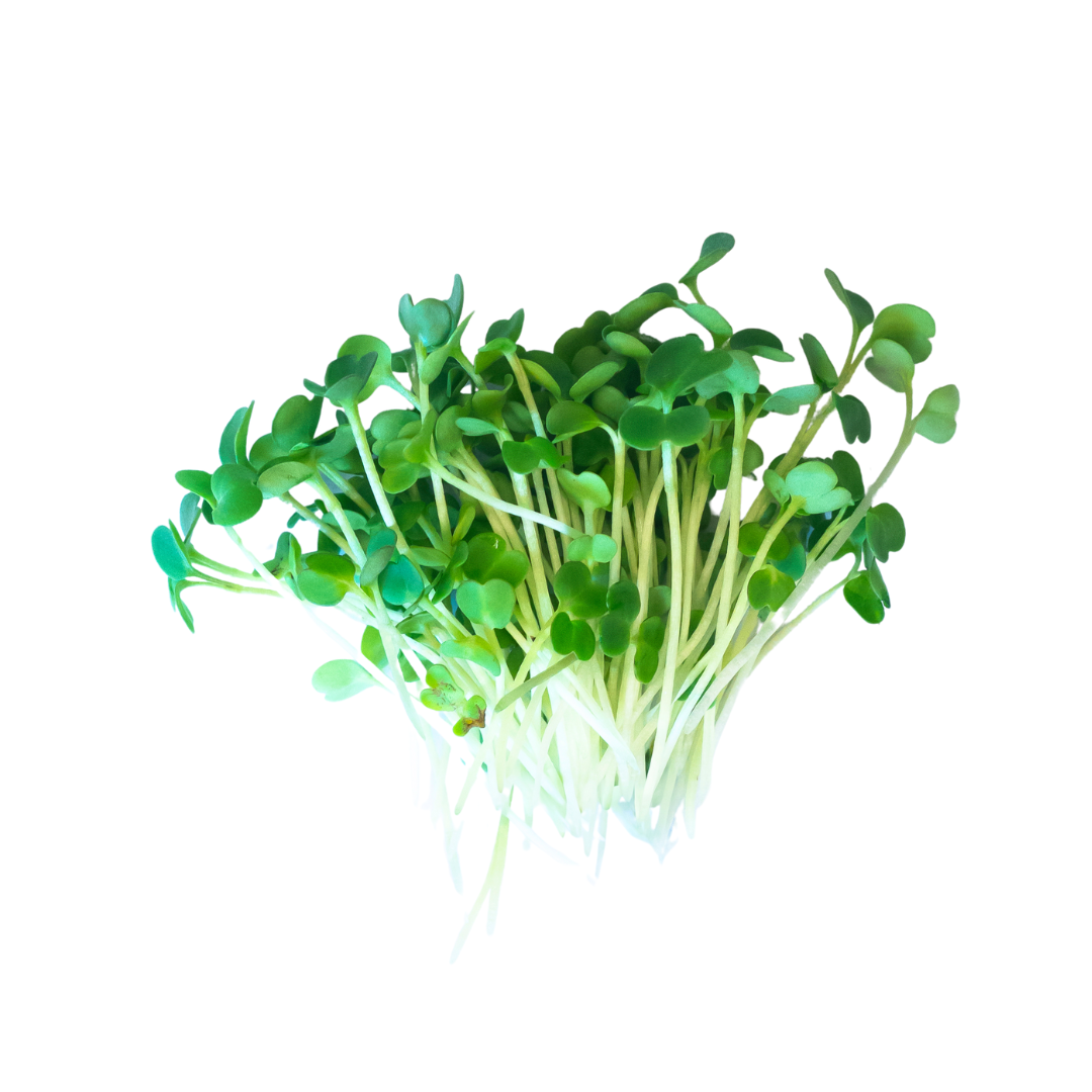 roquette (2)